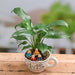 diy prosperity wishes from monks and plant - miniature garden