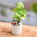 share your love with syngonium - miniature garden