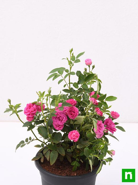 miniature rose - plant