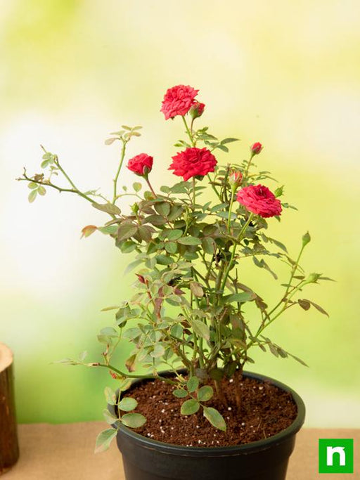 miniature rose - plant