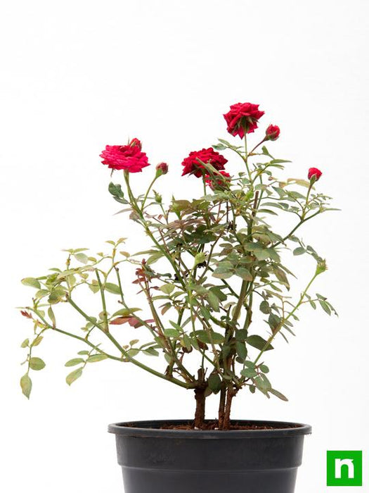 miniature rose - plant