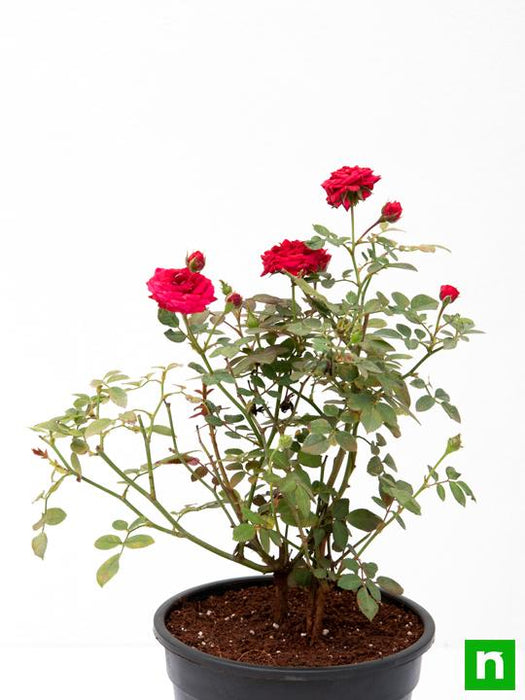 miniature rose - plant