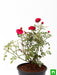 miniature rose - plant