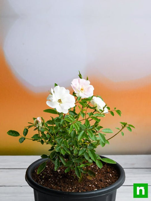 miniature rose - plant