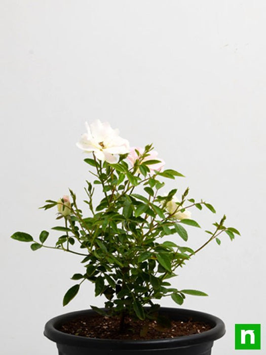 miniature rose - plant