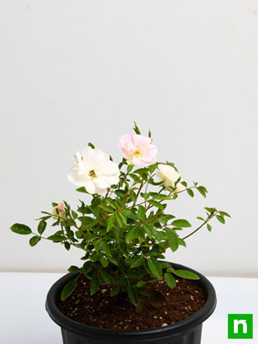 miniature rose - plant