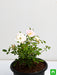 miniature rose - plant