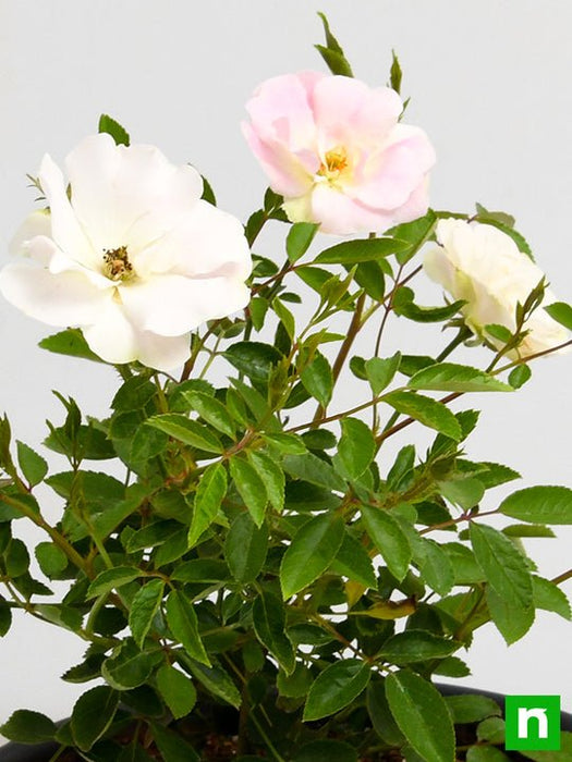 miniature rose - plant