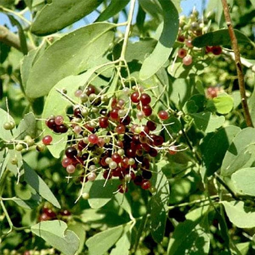 miswak tree - plant