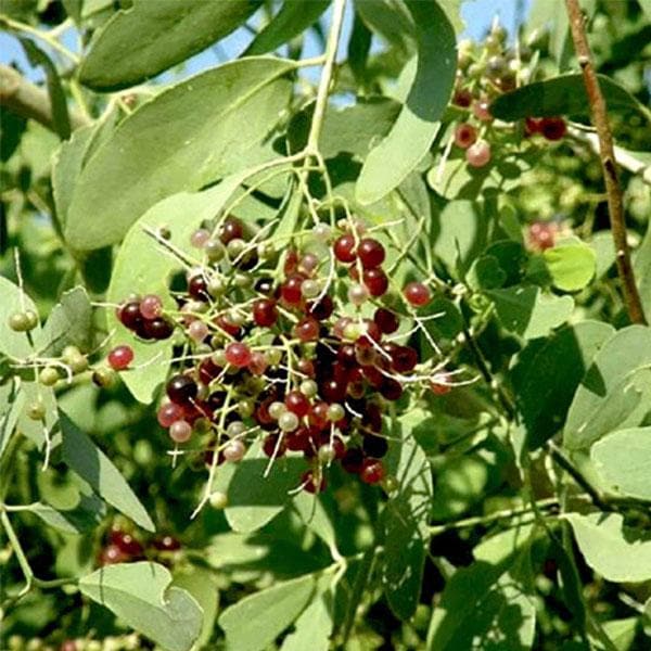 miswak tree - plant