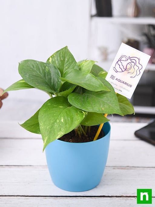 money plant for aquarius or kumbh rashi - plant