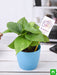 money plant for aquarius or kumbh rashi - plant