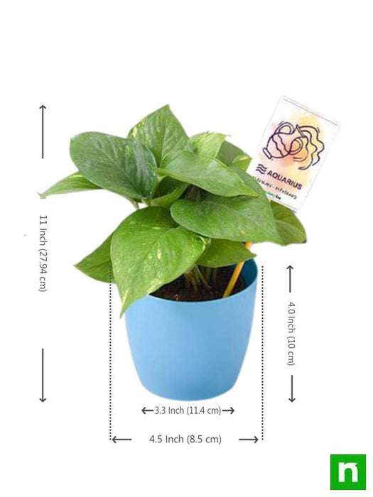 money plant for aquarius or kumbh rashi - plant