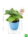 money plant for aquarius or kumbh rashi - plant