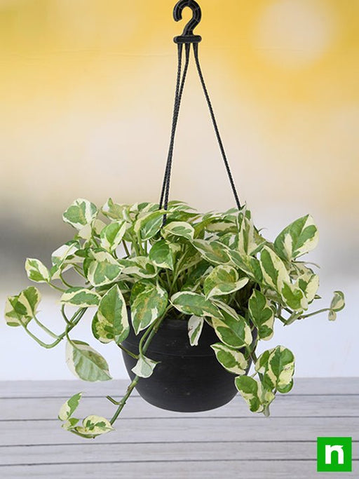 money plant marble prince - plant