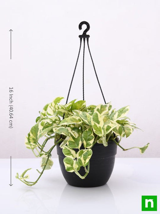 money plant marble prince - plant