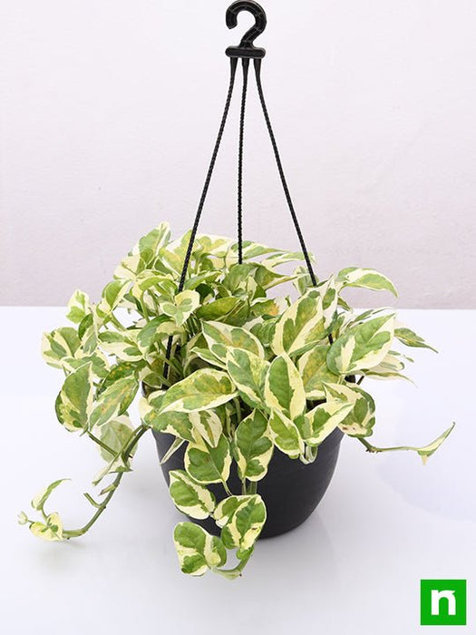 money plant marble prince - plant