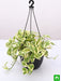 money plant marble prince - plant