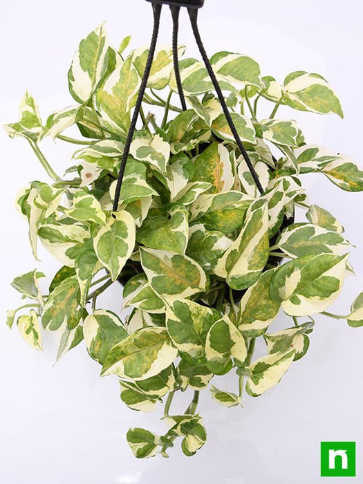 money plant marble prince - plant