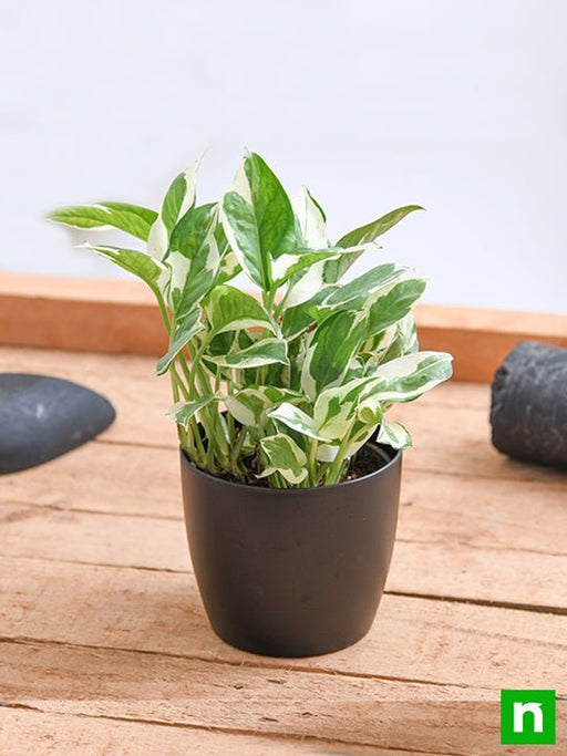 money plant marble prince - plant