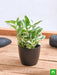 money plant marble prince - plant