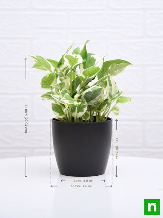 money plant marble prince - plant