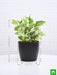 money plant marble prince - plant