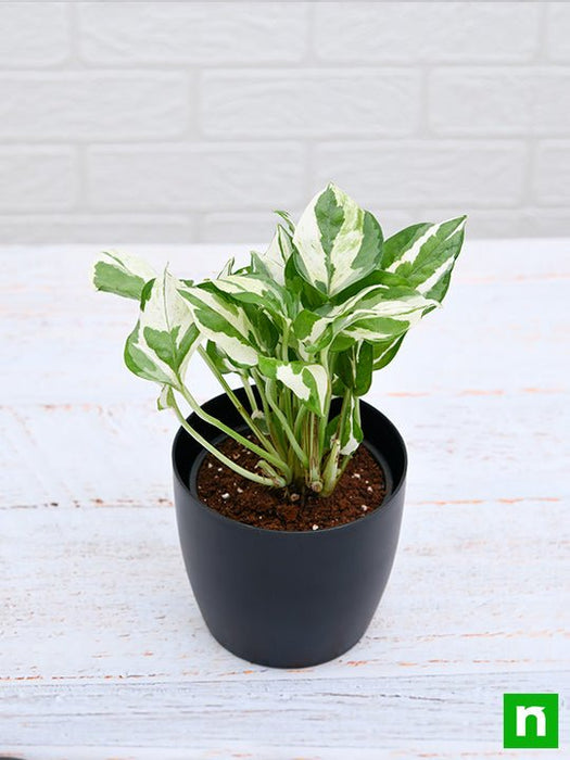 money plant marble prince - plant