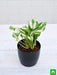 money plant marble prince - plant