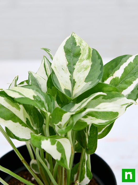 money plant marble prince - plant