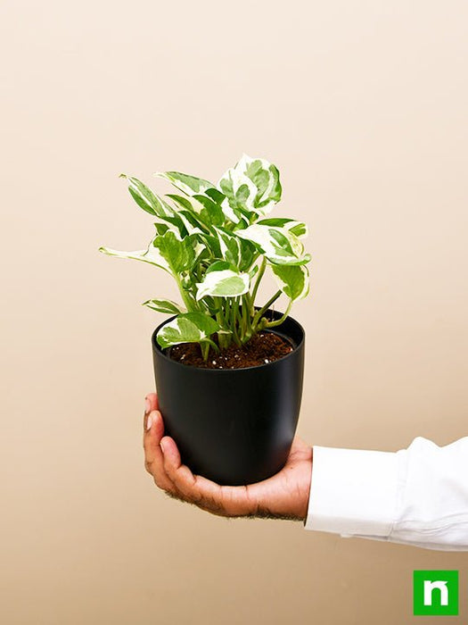 money plant marble prince - plant