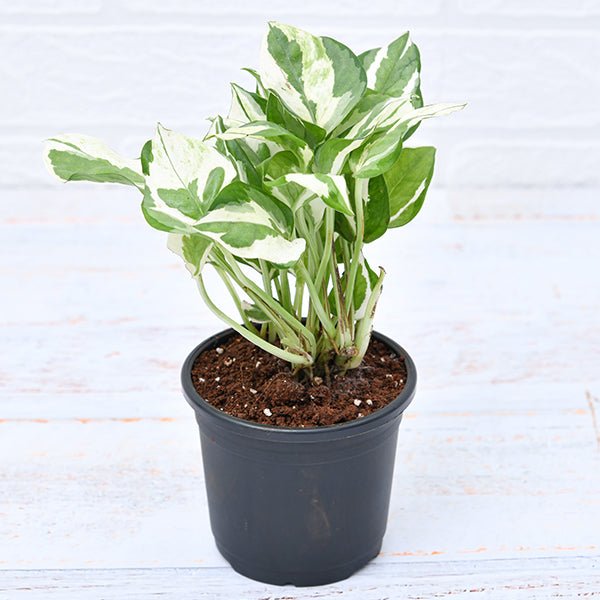 Money plant marble prince, Scindapsus n joy - Plant