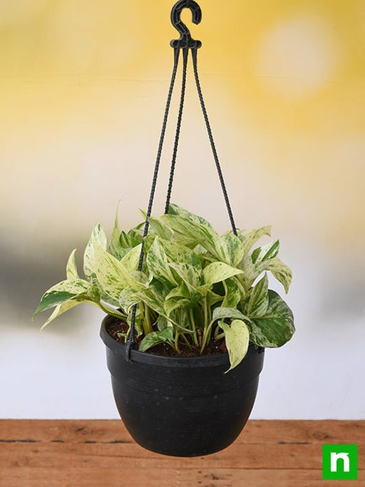 money plant marble queen (hanging basket) - plant