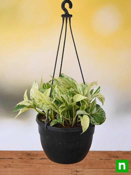 money plant marble queen (hanging basket) - plant