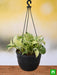 money plant marble queen (hanging basket) - plant