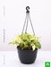 money plant marble queen (hanging basket) - plant