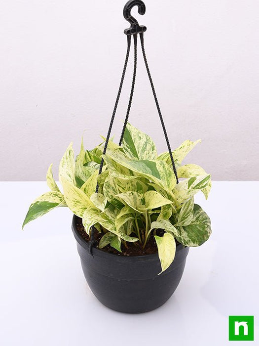 money plant marble queen (hanging basket) - plant