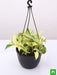 money plant marble queen (hanging basket) - plant