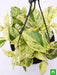 money plant marble queen (hanging basket) - plant