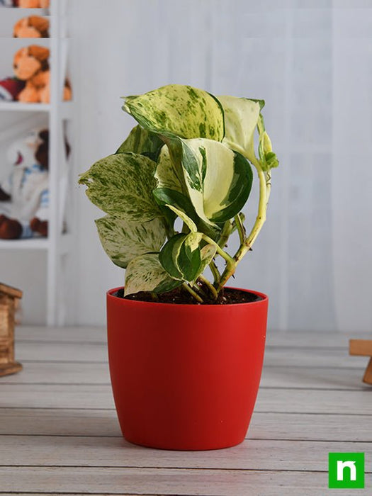 money plant marble queen - plant