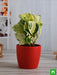 money plant marble queen - plant