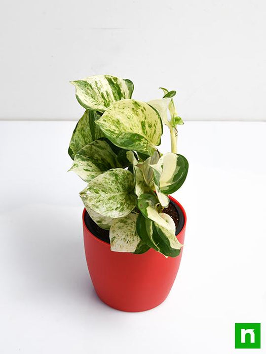 money plant marble queen - plant