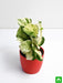 money plant marble queen - plant