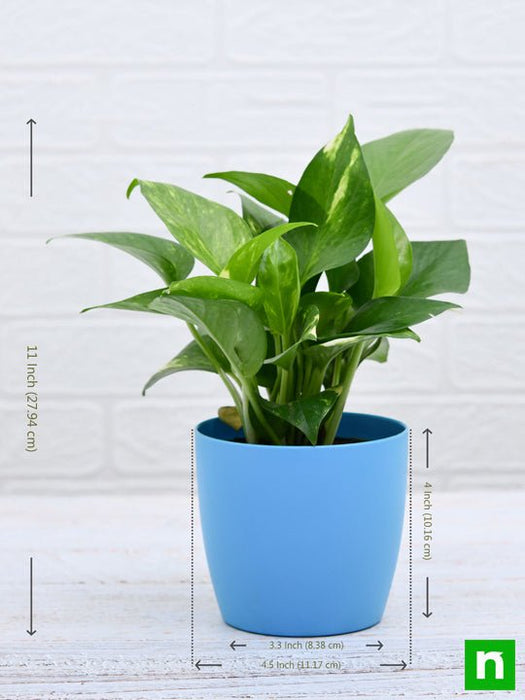 money plant - plant