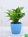 money plant - plant