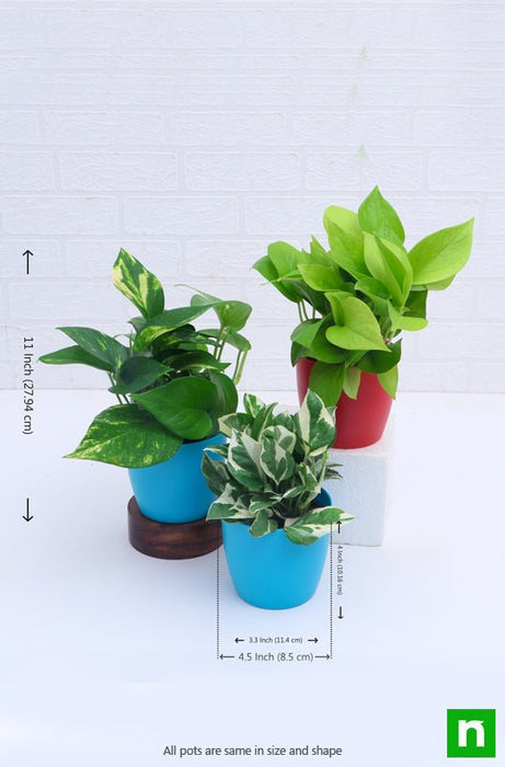 money plant - plant