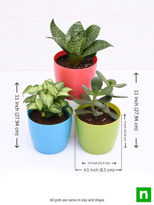 mood booster / de - stress table top / office desk plants