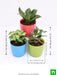 mood booster / de - stress table top / office desk plants