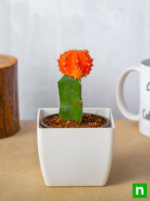 moon cactus (grafted - plant