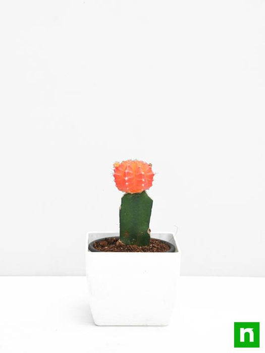 moon cactus (grafted - plant